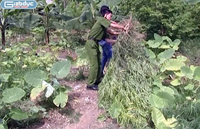 Cây cần sa trong vườn nhà đối tượng Nguyễn Thị Lý